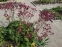Астранція велика "Ред Джойс" (Astrantia major "Red Joyce")  - 7