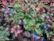 Цератостигма плюмбагоподібна (Ceratostigma plumbaginoides) - 13