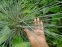 Вівсюнець вічнозелений (Avena sempervirens) - 1