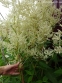 Гірчак мінливий (Persicaria polymorpha) - 6