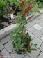 Енотера чотирикутна (Oenothera fruticosa subsp. glauca) - 4