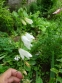 Дзвоники кіньськочасниколисті (Campanula alliariifolia) - 3