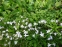 Іфейон одноквітковий "Віслі Блю" (Ipheion uniflorum "Wisley Blue") - 2