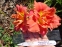 Лілійник "Конго Корал" (Hemerocallis "Congo Coral") - 1