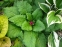 Бруннера великолиста "Діанас Голд" (Brunnera macrophylla "Diane's Gold") - 2