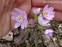 Печіночниця гостролопатева  ф. розеа (Hepatica acutiloba f. rosea) - 2