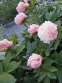 Півонія "Лойс Чойс" (Paeonia "Lois Choiсe") - 5