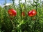 Лілія леопардова (Lilium pardalinum) - 3