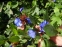 Цератостигма плюмбагоподібна (Ceratostigma plumbaginoides) - 12