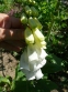 Наперстянка пурпурова "Альба" (Digitalis purpurea var. Аlba) - 4