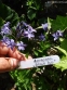 Амсонія "Блю Айс" (Amsonia "Blue Ice") - 1