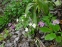 Анемона дібровна "Гігантеа Рубра" (Anemone nemorosa "Gigantea Rubra") - 4