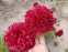 Півонія "Аристократ" (Paeonia "Aristocrat") - 3