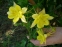 Орлики "Місіс Скотт Елліот Гібриди" (Aquilegia "Mrs Scott Elliott Hybrids") - 1