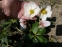 Чемерник чорний "Максіма" (Helleborus niger "Maxima") - 6