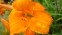Лілійник "Мауна Лоа" (Hemerocallis "Mauna Loa") - 1