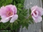 Півонія "Лавендер" (Paeonia "Lavender") - 2