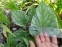 Бруннера великолиста "Ленгтріз" (Brunnera macrophylla "Langtrees") - 2