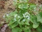 Бруннера сибірська (Brunnera sibirica Stev.) - 2