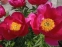 Півонія "Скарлет  О'Хара" (Paeonia "Scarlet O'Hara") - 3