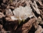 Пізньоцвіт осінній "Альба" (Colchicum autumnal "Alba") - 7