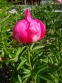 Півонія "Флейм" (Paeonia "Flame") - 4