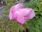 Півонія "Лавендер" (Paeonia "Lavender") - 4