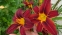 Лілійник "Блек Принц" (Hemerocallis "Black Prince") - 1