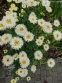 Королиця "Реал Гелаксі" (Leucanthemum x superbum "Real Galaxу") - 3