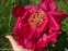 Півонія "Постільйон" (Paeonia "Postillion") - 8