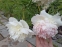 Півонія "Расберрі Сандей" (Paeonia "Raspberry Sundae") - 7