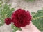 Півонія "Коммандо" (Paeonia "Commando") - 6