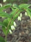 Купина серповидна "Варієгатум" (Polygonatum falcatum "Variegatum") - 2