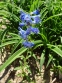 Пенстемон альпійський (Penstemon alpinus Ton.) - 8