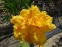  Лілійник "Патрісія Джоджо" (Hemerocallis "Patricia Jojo") - 1