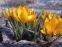 Крокус золотистий "Дороті" (Crocus chrysanthus "Dorothy") - 3