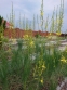 Асфоделіна ліборнська (Asphodeline liburnica) - 5