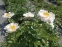 Півонія "Блашінг Прінцесс" (Paeonia "Blushing Princess") - 7