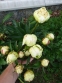 Півонія "Саммер Глоу" (Paeonia "Summer Glow") - 3