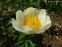 Півонія "Мунрайз" (Paeonia "Moonrise") - 3
