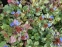 Цератостигма плюмбагоподібна (Ceratostigma plumbaginoides) - 6