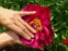 Півонія "Постільйон" (Paeonia "Postillion") - 2