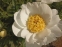 Півонія "Ян ван Левен" (Paeonia "Jan Van Leeuwen") - 5