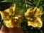 Лілійник "Крокодайл Ай" (Hemerocallis "Crocodile Eye") - 1