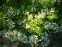 Пенстемон жорстковолосистий підвид карликовий, білоквіткова форма (Penstemon hirsutus f. albiflorus) - 5