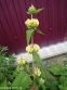 Залізняк Рассела (Phlomis russeliana) - 3