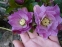 Чемерник гібридний "Дабл Еллен Пінк" (Helleborus x hybridus "Double Ellen Pink") - 1