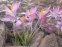 Крокус Томмазіні "Росеус" (Crocus tommasinianus "Roseus") - 8