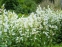 Дзвоники широколисті "Альба" (Campanula latifolia "Alba") - 2