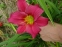 Лілійник "Літл Вайн Кап" (Hemerocallis "Little Wine Cup") - 3